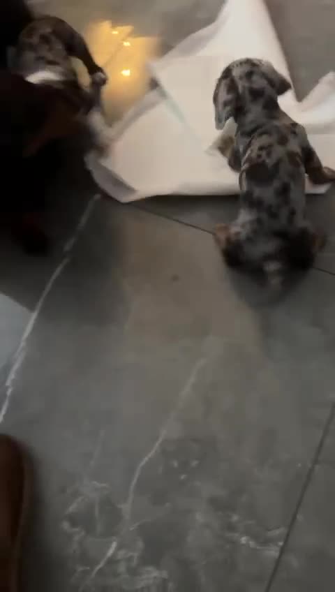 Miniature Dachshund dogs for sale: One adorable piebald male dachshund ready to go  - Video 1