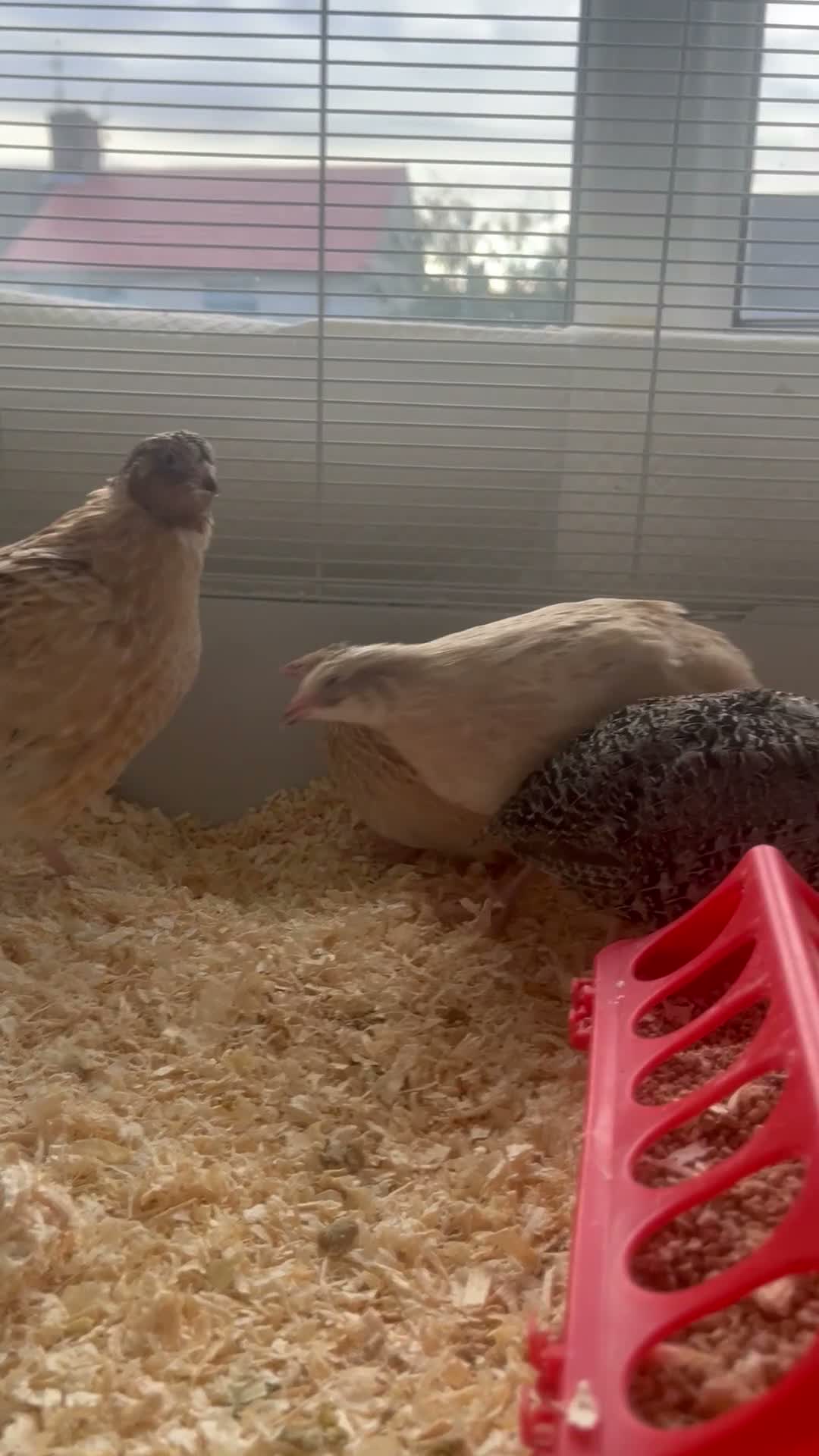 Quail poultry for sale: Male quail for breeding in Liverpool - Video 1