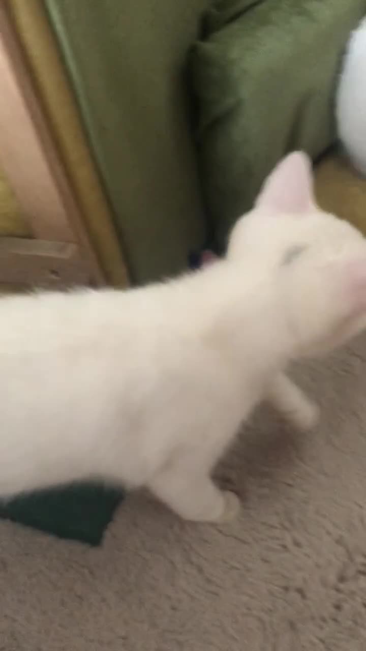 Persian cats for sale: Gorgeous Persian Cross Kittens  - Video 1