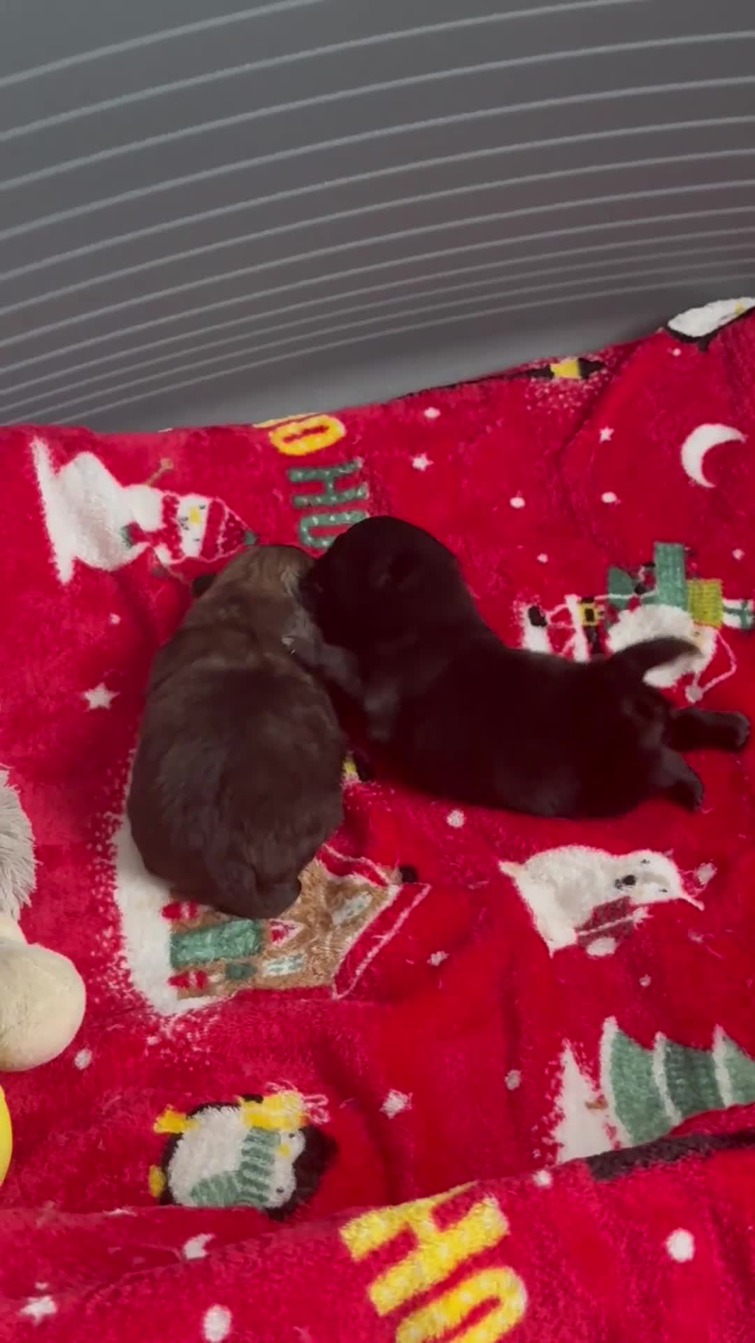 Pomeranian dogs for sale: Tiny Pomeranians - only boy left  - Video 2