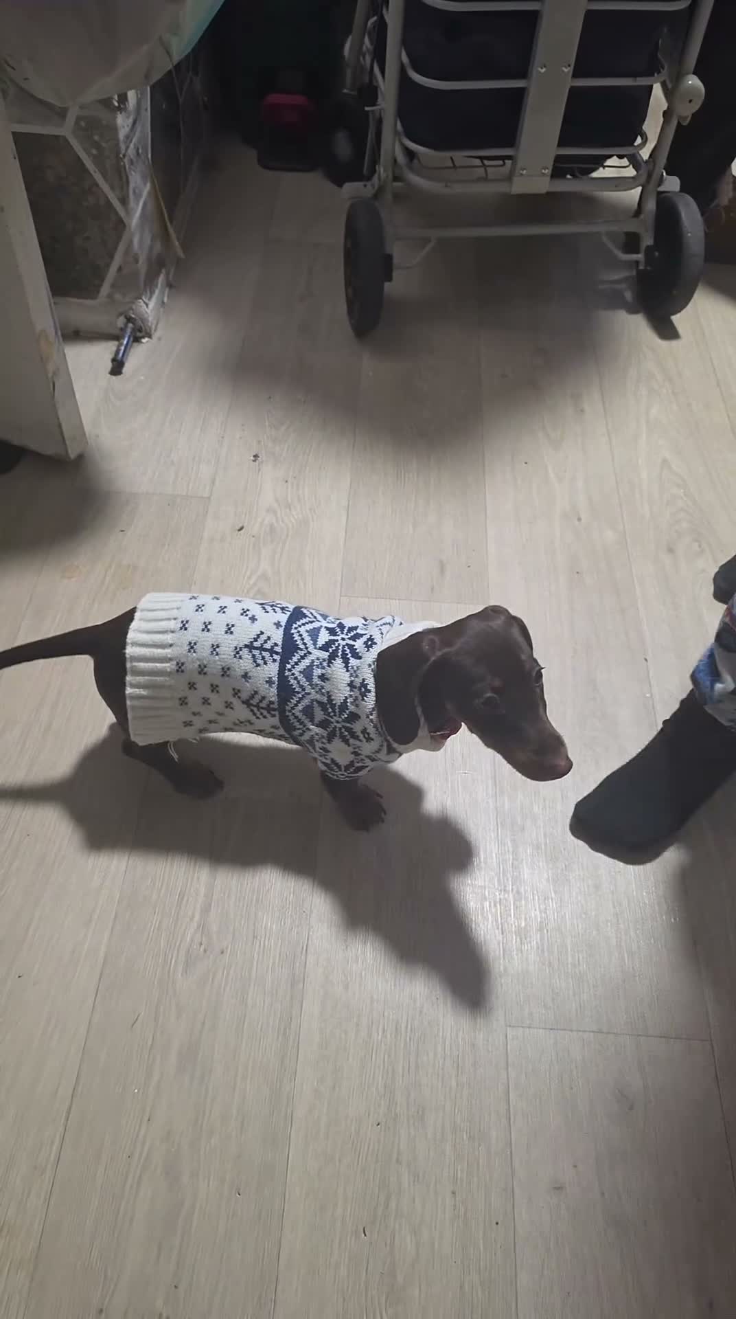 Dachshund dogs for sale: Dachshund Chocolate and Tan - Video 1