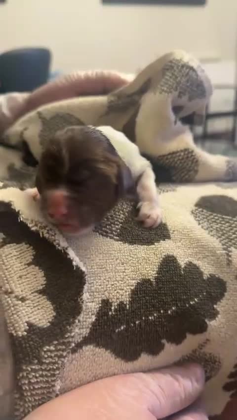 English Springer Spaniel dogs for sale: Pure springer puppies - Video 1