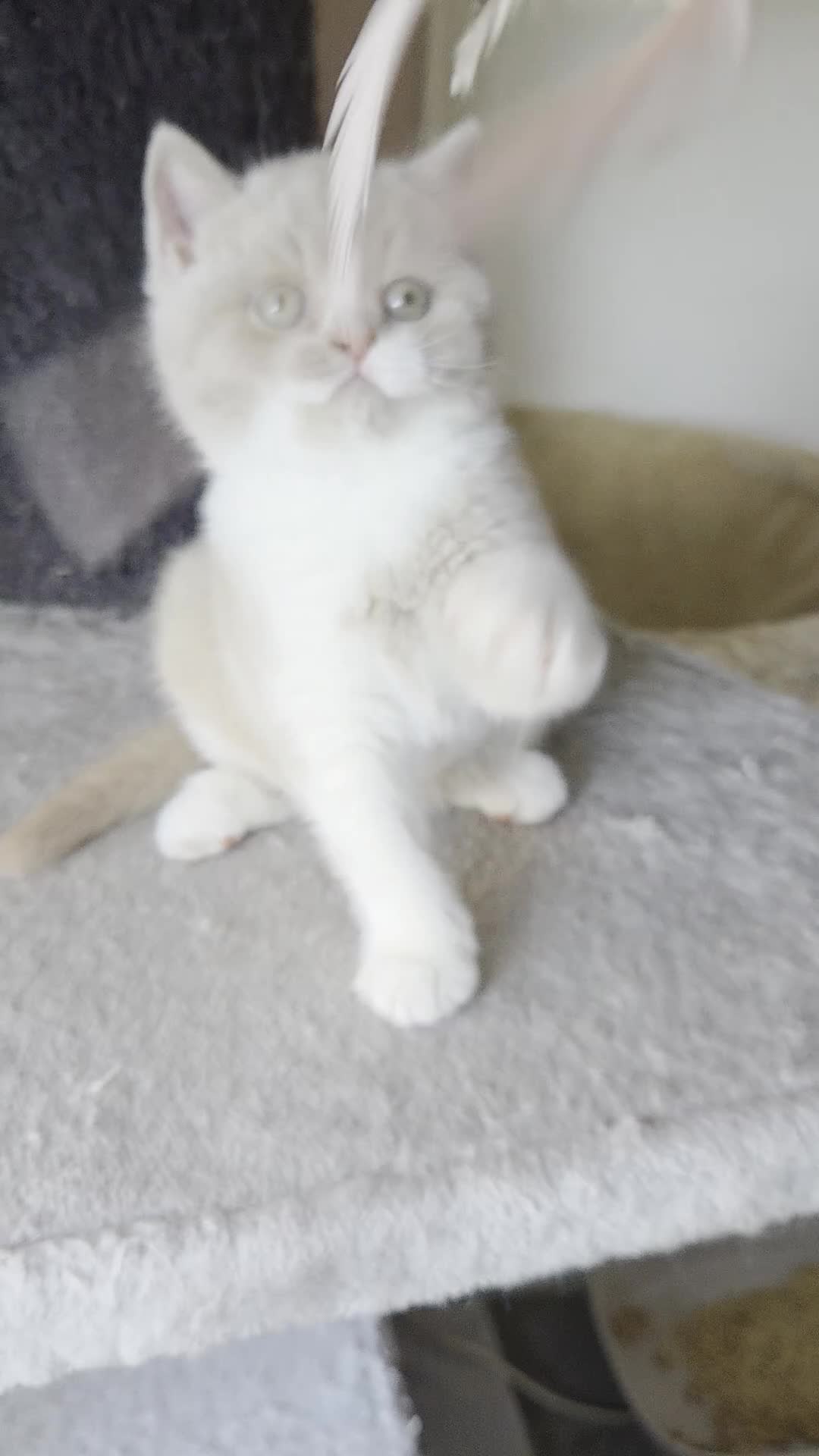 British Shorthair cats for sale: British shorthair kittens girls  - Video 4