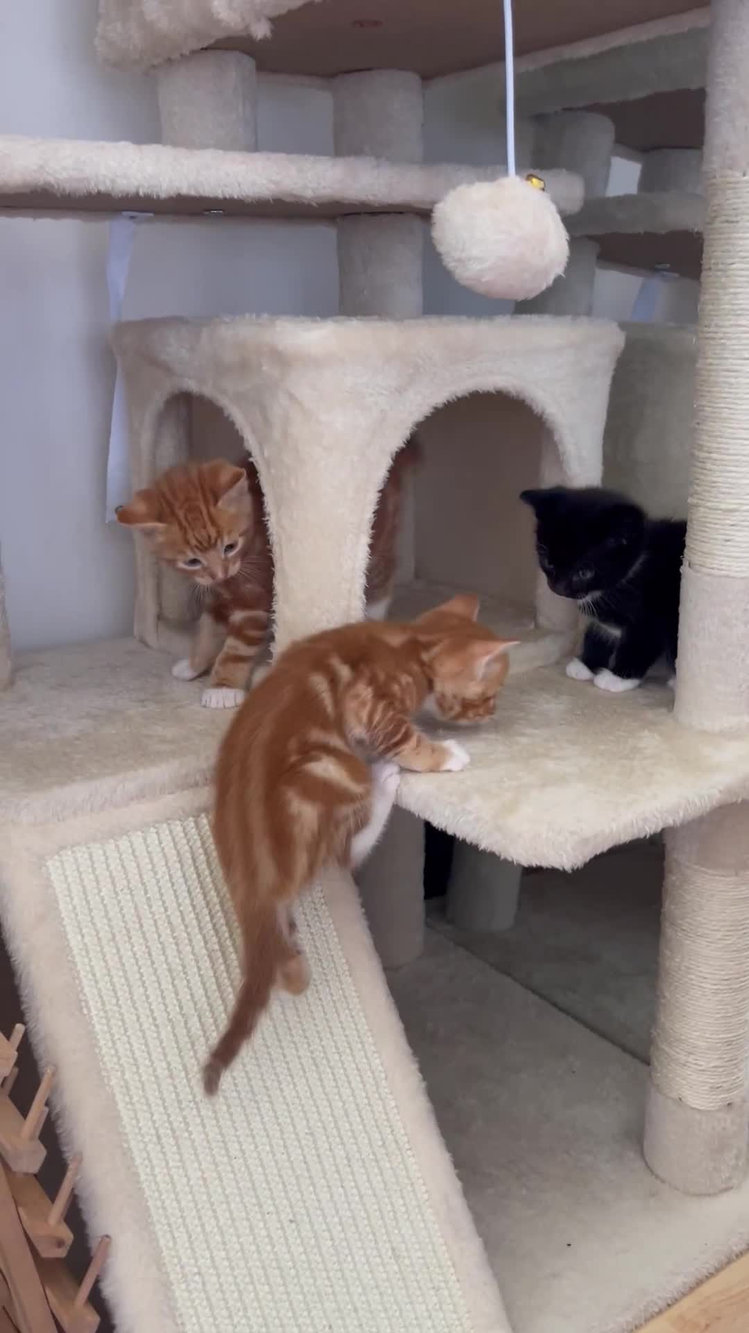 American Shorthair cats for sale: 4 male kittens for sale! - Video 4