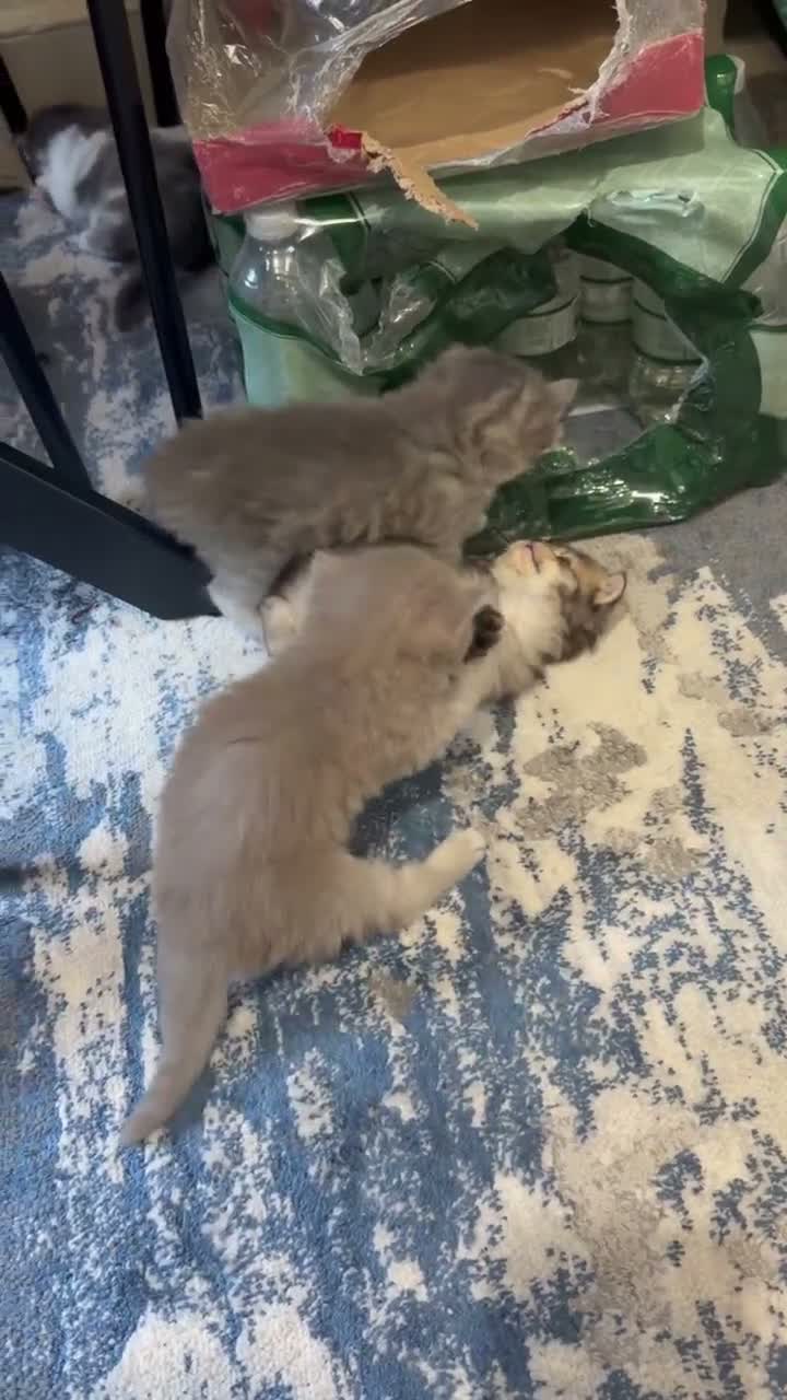 Mixed Breed cats for sale: Beautiful litter of long hair fluffy kitten  - Video 4