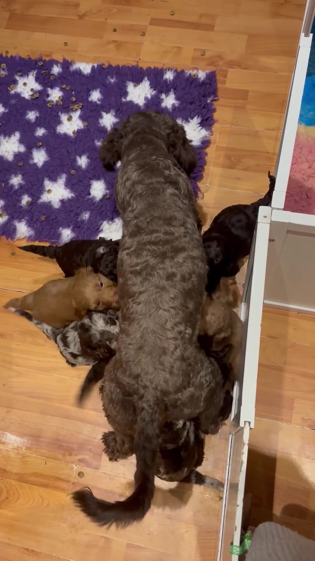 Sproodle dogs for sale: 10 fb2 Sproodles puppies  - Video 1