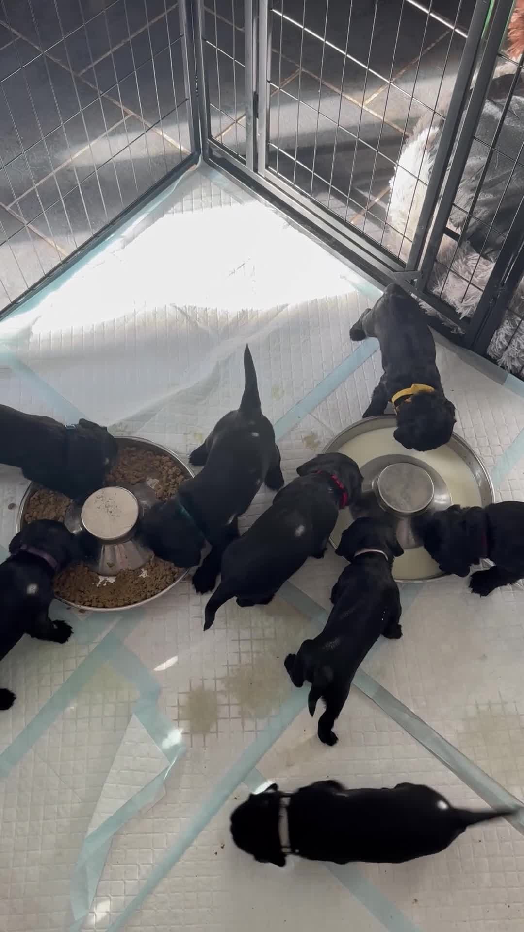 Cocker Spaniel dogs for sale: Working cocker spaniel 1 girls left  - Video 1