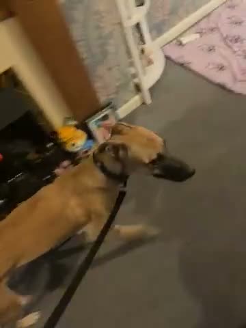 Lurcher dogs for sale: PENNY 11 month old lurcher  - Video 1