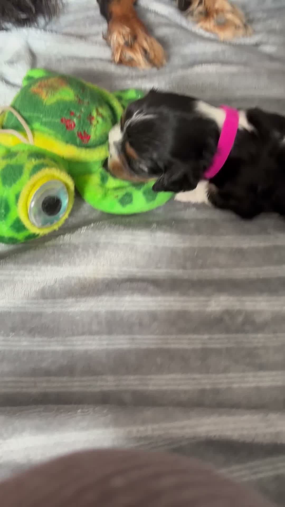 Cavalier King Charles Spaniel dogs for sale: Full Breed Cavalier King Charles Spaniels  - Video 2