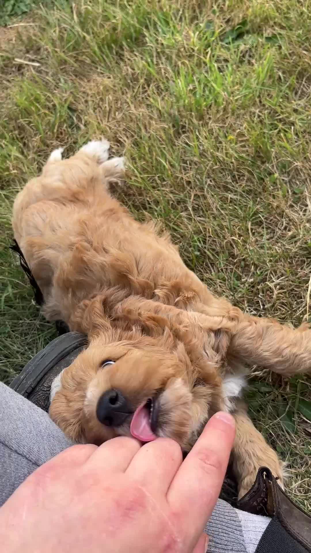 Cockapoo dogs for sale: Healthy, Confident, Golden Cockapoos - Video 1