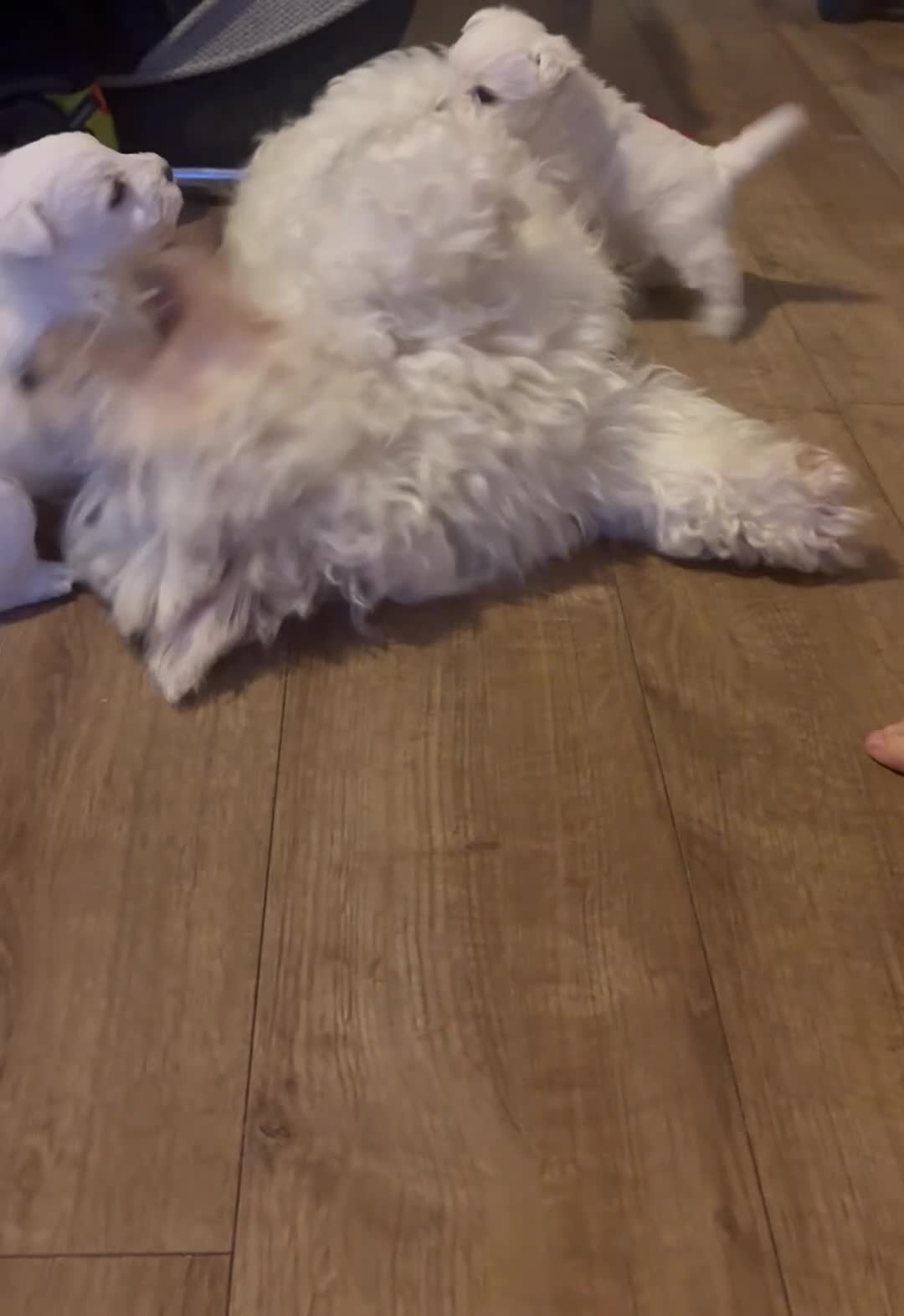 Mixed Breed dogs for sale: West highland terrier x Bichon Frise pups for sale - Video 1