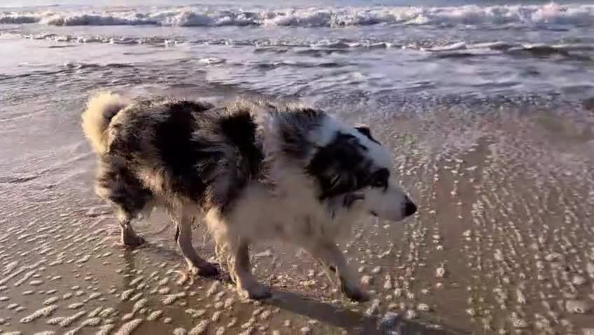 Border Collie dogs for stud: Beautiful Blue Merle looking to Stud him.   - Video 1