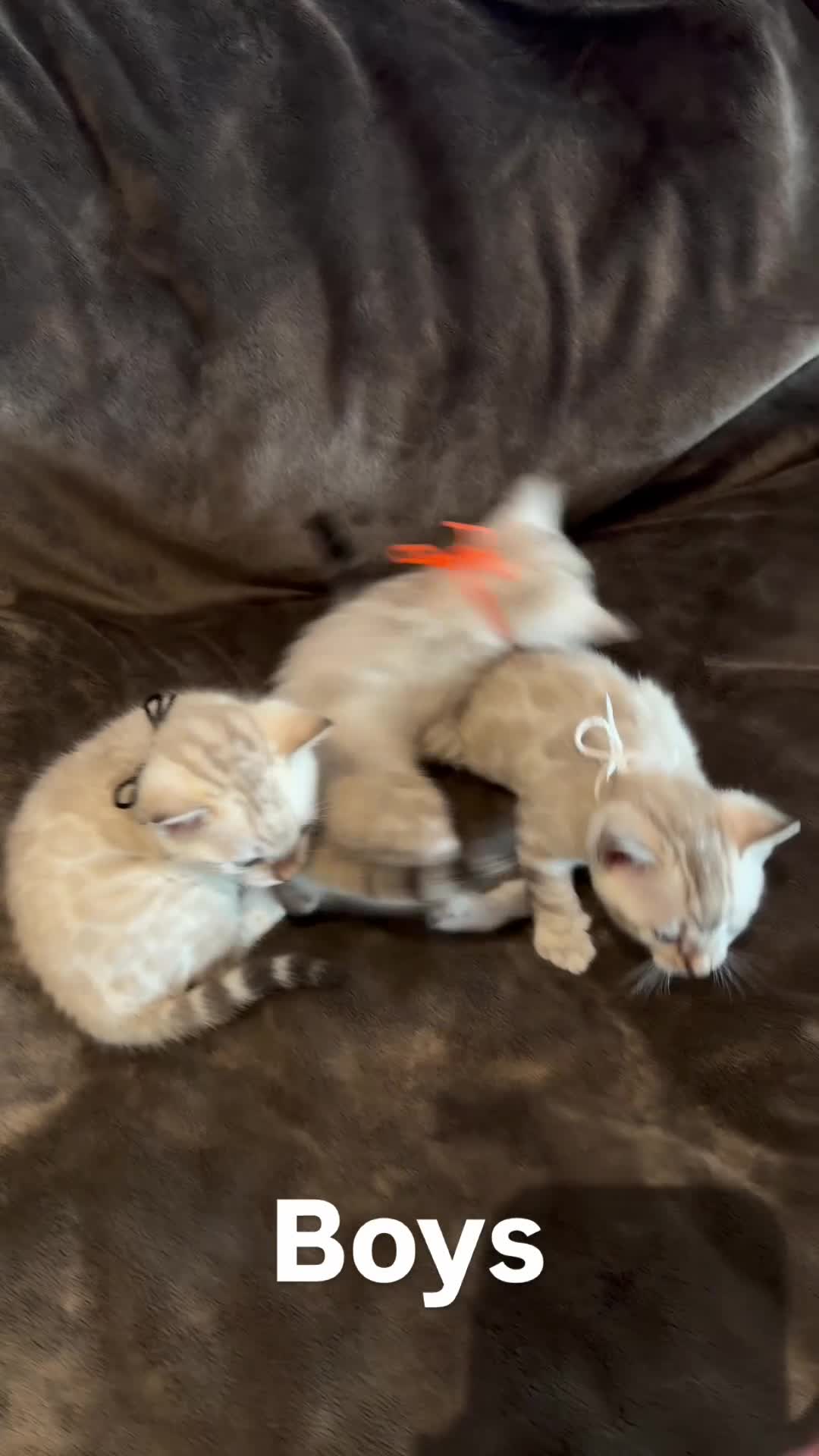 Bengal cats for sale: Beautiful Snow Bengals  - Video 2