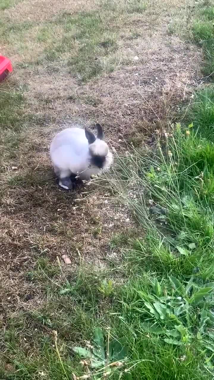 Netherland Dwarf rabbits for sale: Bunny up for sale - Responds to snuggles!  - Video 1