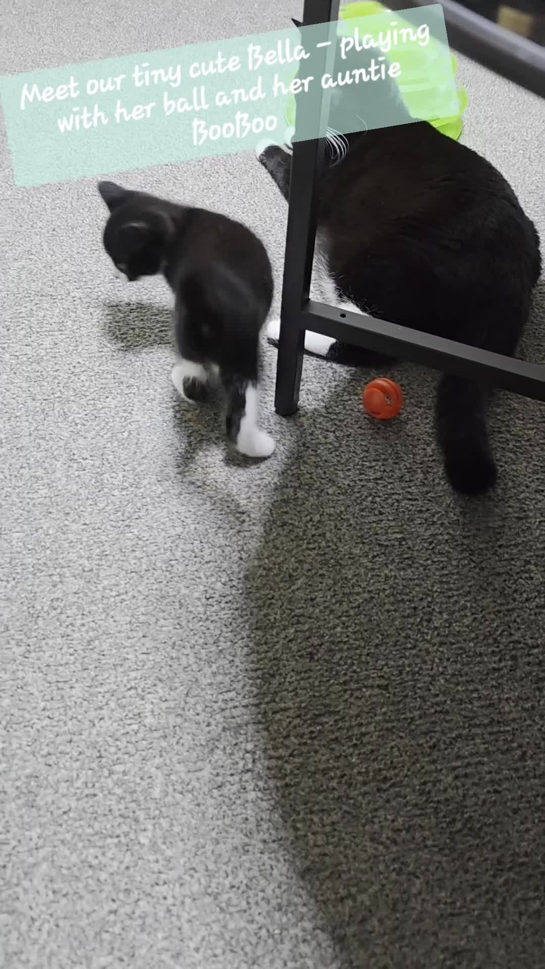Mixed Breed cats for sale: Tiny Tuxedo Explorer Bella - Ready to leave - Video 1