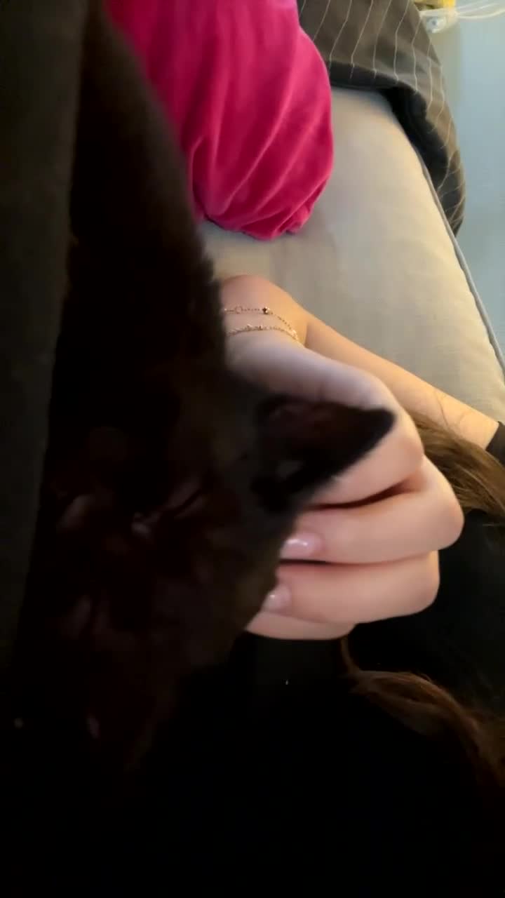 British Shorthair cats for sale: Adorable kitten& cat  - Video 2