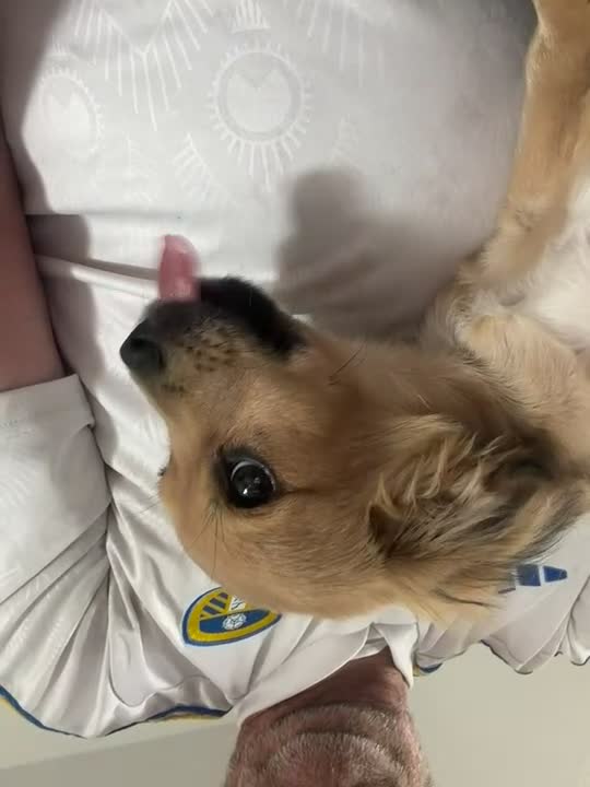Chihuahua dogs for sale: 4 month old chihuahua in Leeds - Video 4