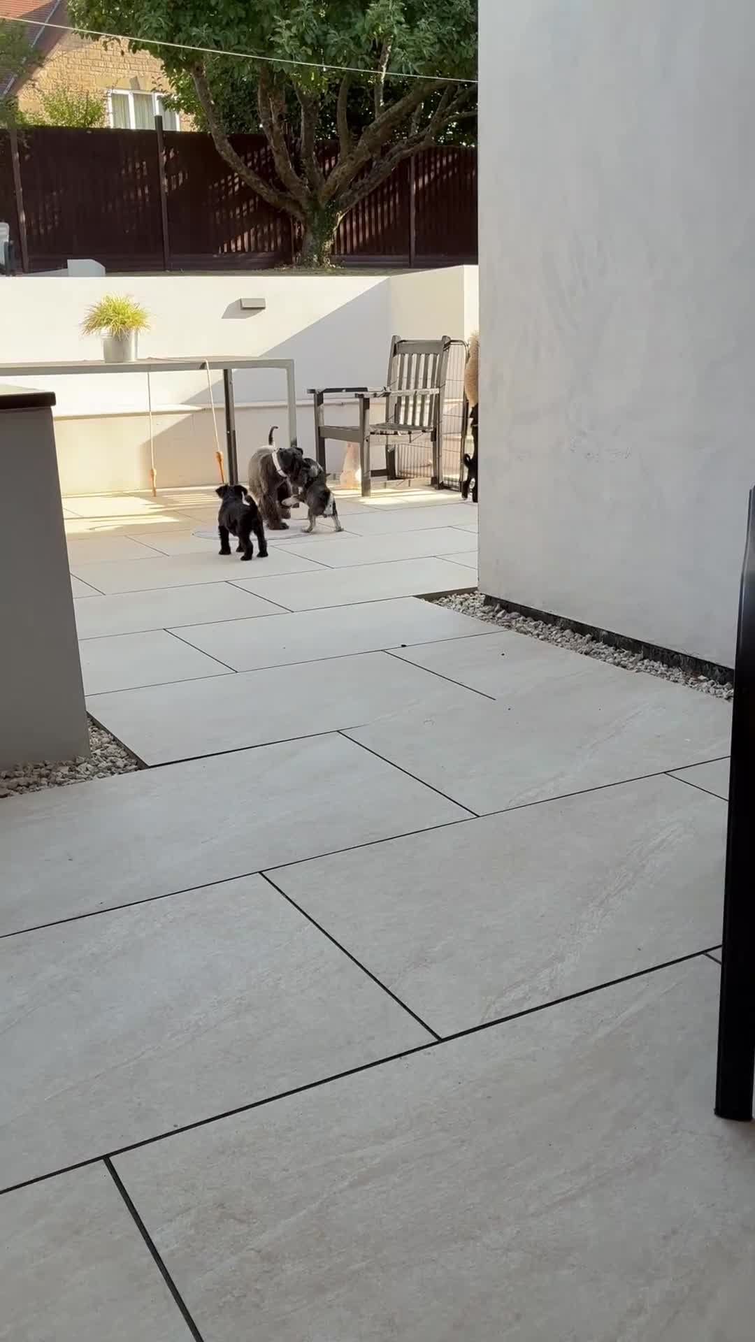 Miniature Schnauzer dogs for sale: KC Pedigree Miniature Schnauzer Pups *READY TO GO* - Video 3