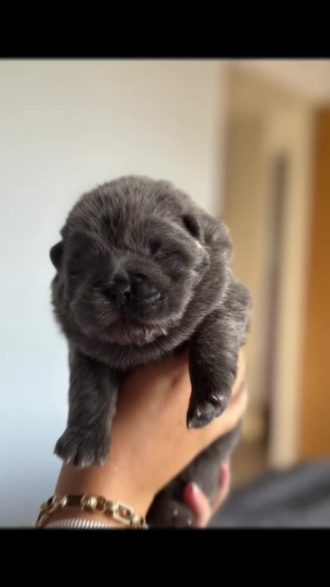 Chow Chow dogs for sale: Beautiful blue chow chow litter 💙 - Video 1