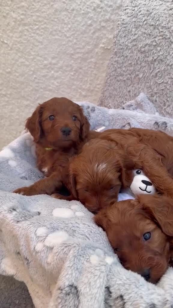 Cockapoo dogs for sale: 🐶✨F1 RED COCKERPOOS puppies 🐶✨ - Video 1
