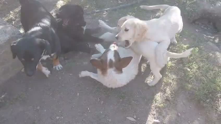 Mixed Breed dogs for adoption: 🐾🤎 JESSICA – A LITTLE GIRL FOR A LOVING HOME🤍🐾 - Video 1