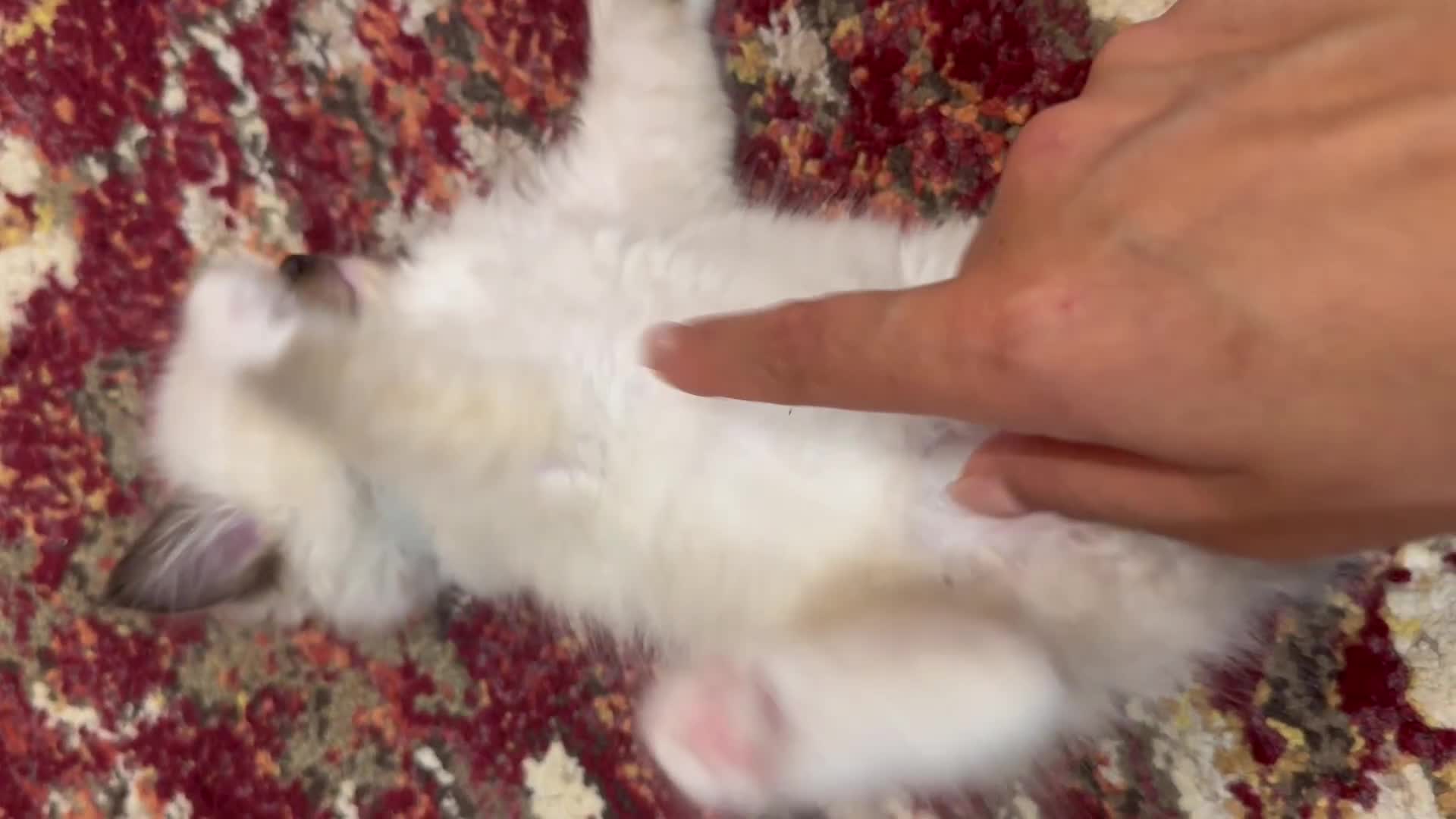 Ragdoll cats for sale: Pure fluffy Ragdoll kittens looking for5 star home - Video 2