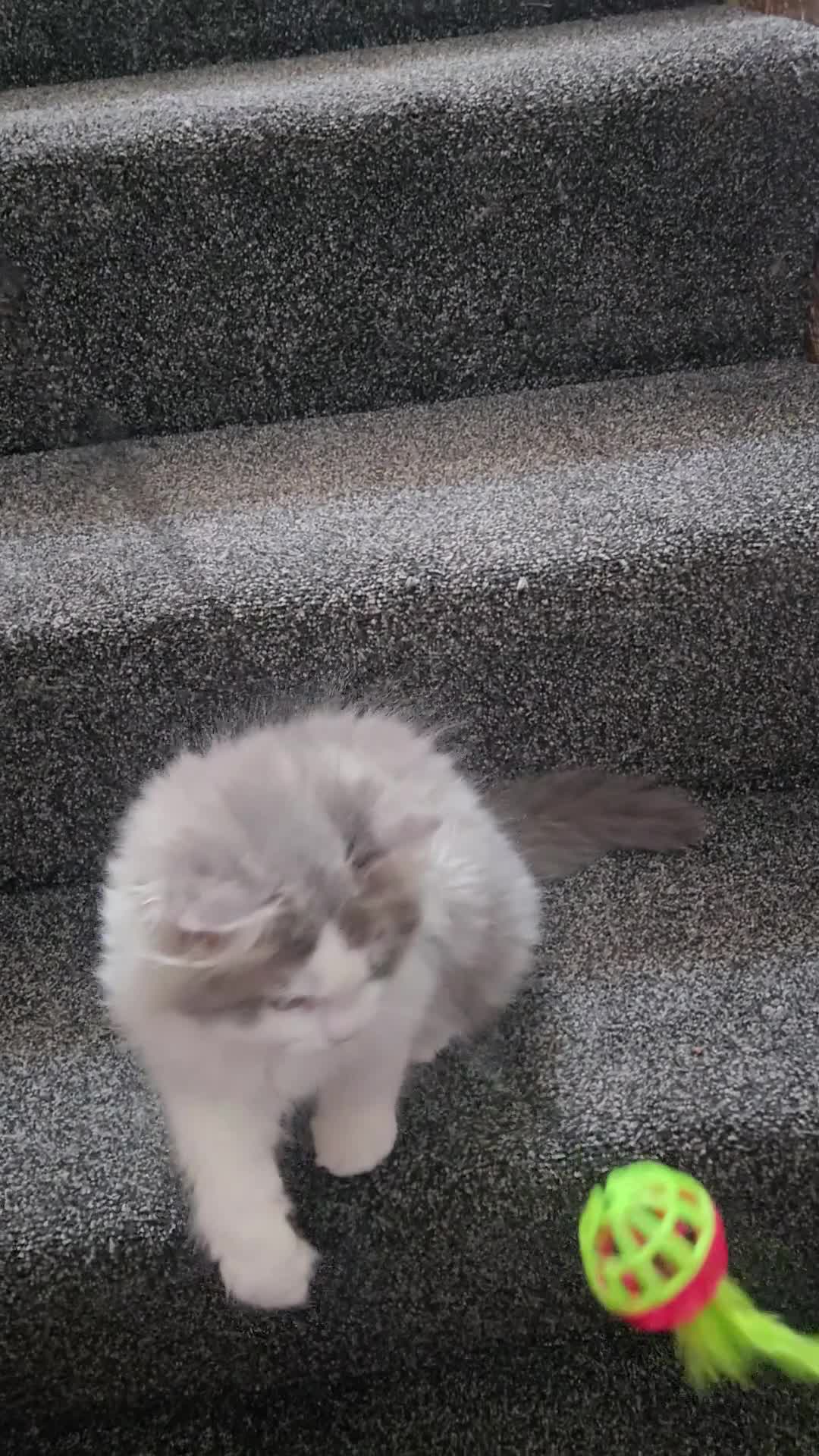 Persian cats for sale: Persian cross Ragdoll male - Video 1