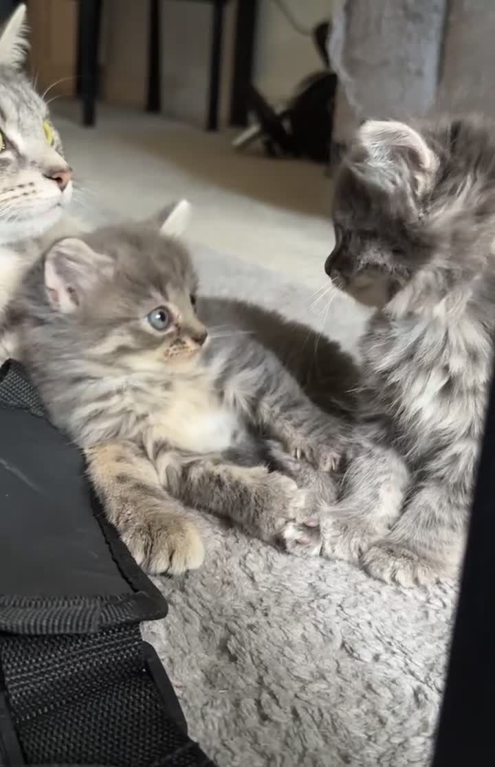 Mixed Breed cats for sale: Beautiful British Longhair × Nebelung  - Video 4