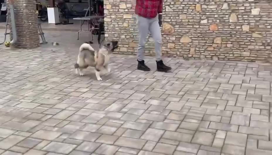 Akita dogs for sale: Champion show line imported female akita - Video 2