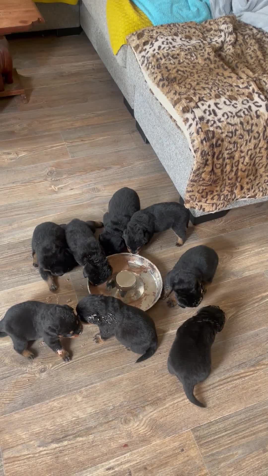 Rottweiler dogs for sale: Rottie pups - Video 1