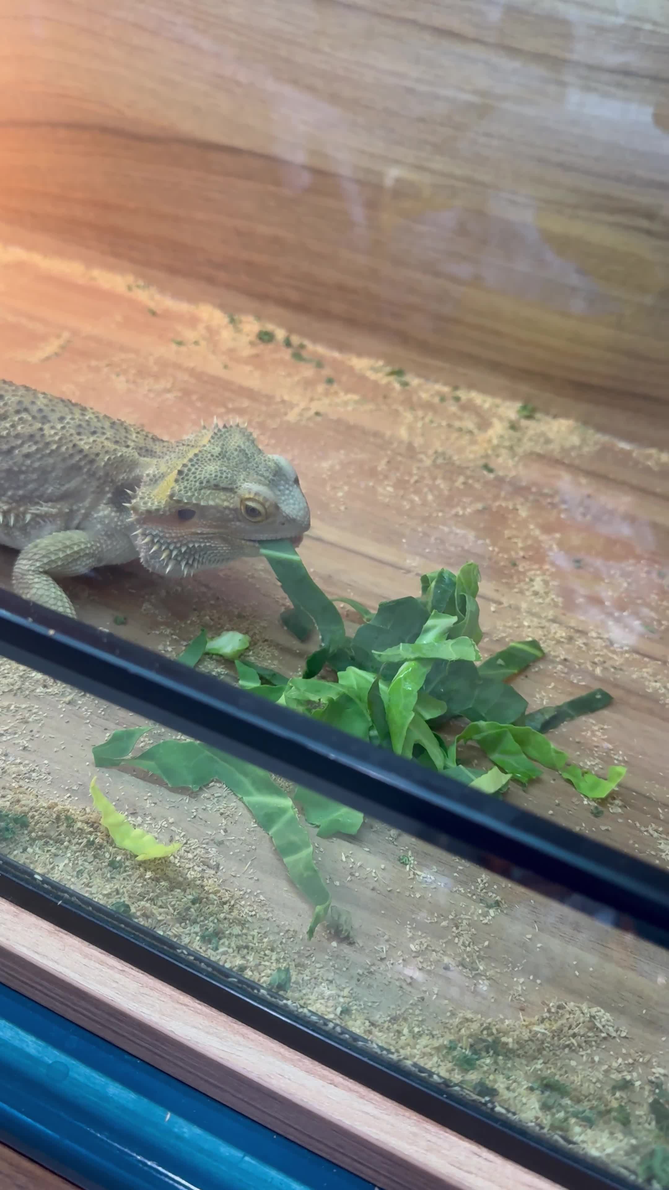 Bearded Dragon reptiles for sale: Bearded dragon for sale  - Video 1