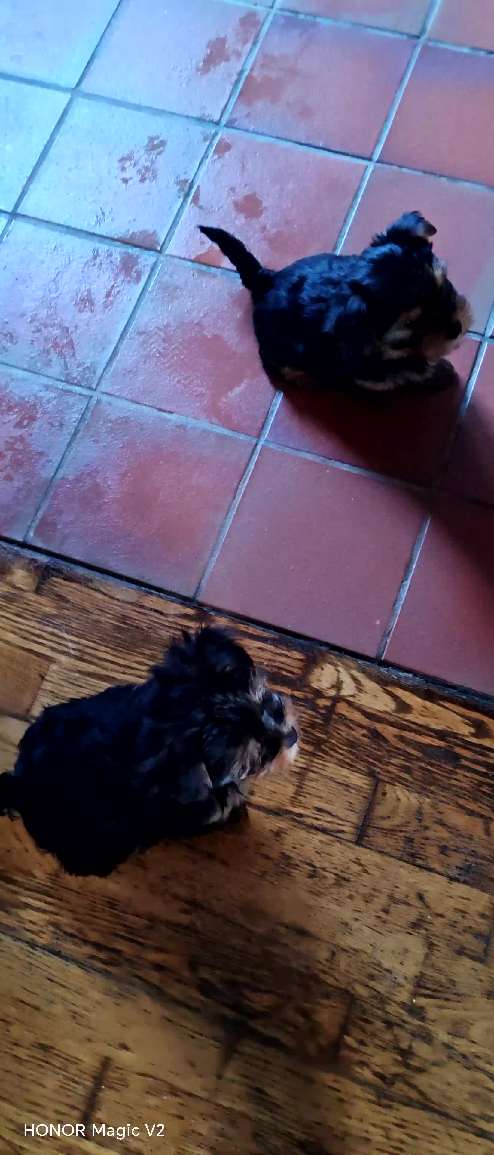 Yorkshire Terrier dogs for sale: 2 Beautiful Yorkshire Terrier Puppy Boys.  - Video 1
