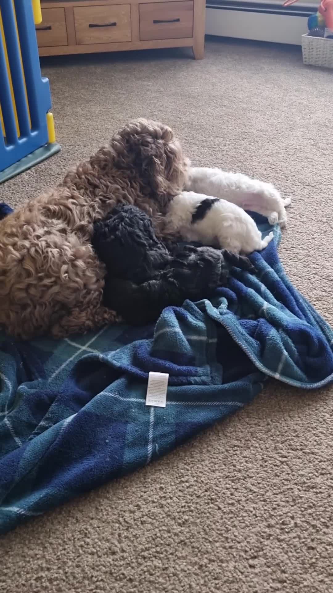 Cockapoo dogs for sale: F1b Cockapoo  - Video 1