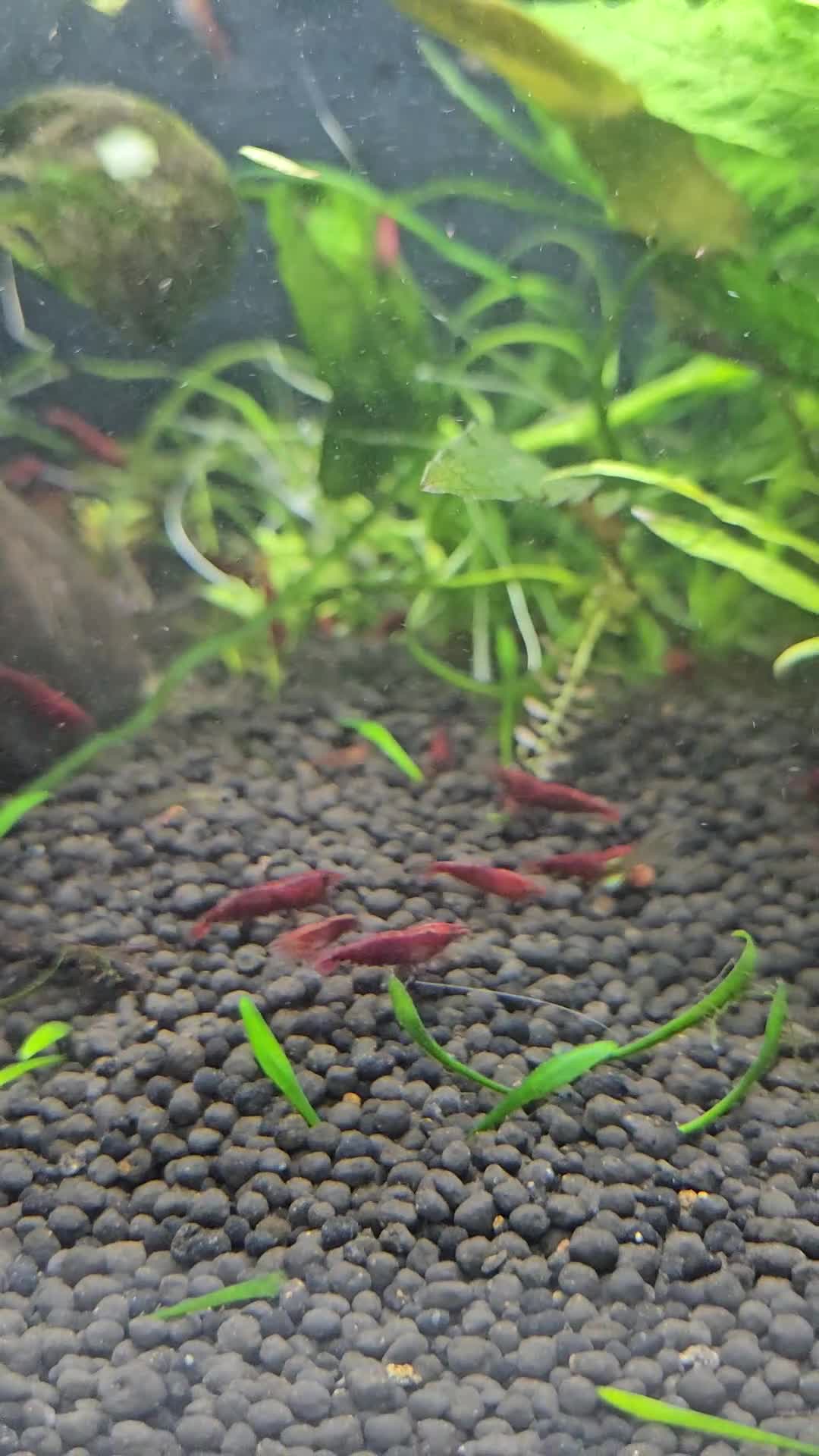 Shrimps fish for sale: Red Cherry shrimp and Endler guppies  - Video 1
