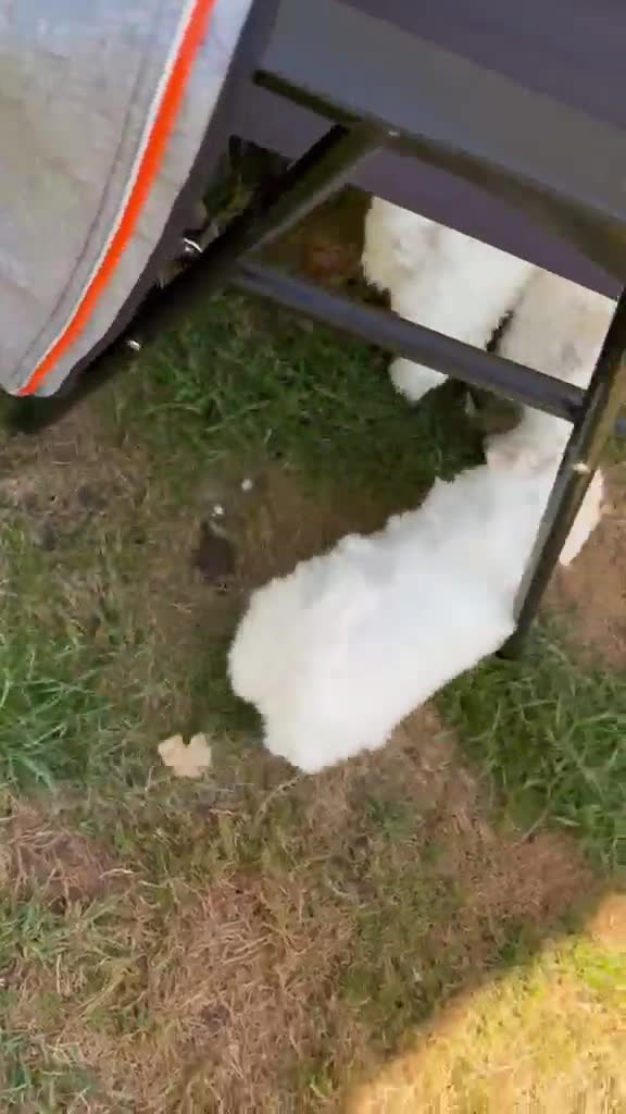 Maltese dogs for sale: Beautiful Maltese Puppies - Video 1