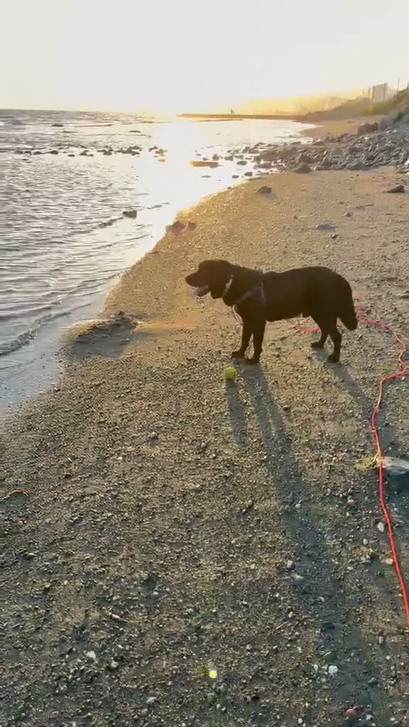Mixed Breed dogs for adoption: Amlet’s Bags Are Packed. He’s Just Waiting for You - Video 3