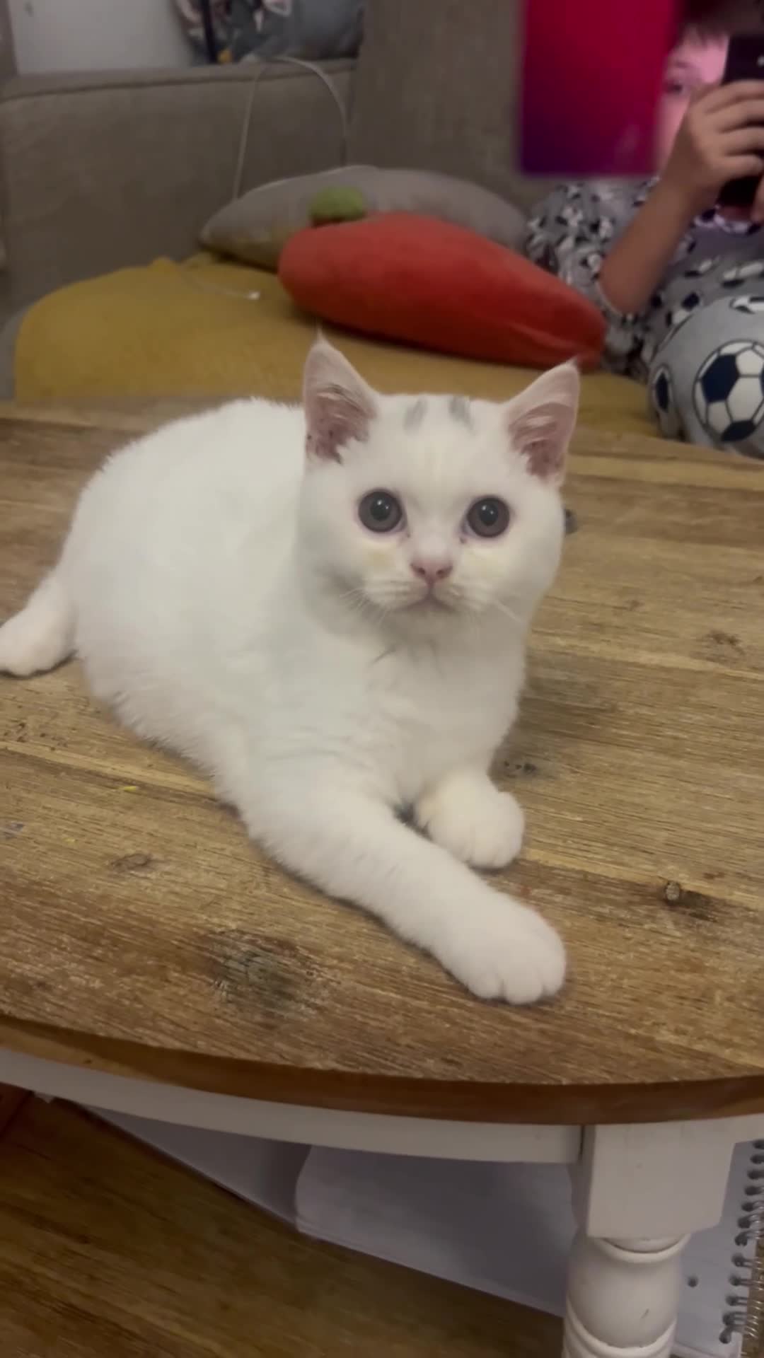 British Shorthair cats for sale: Last 2 stunning kittens BSH ready now - Video 2