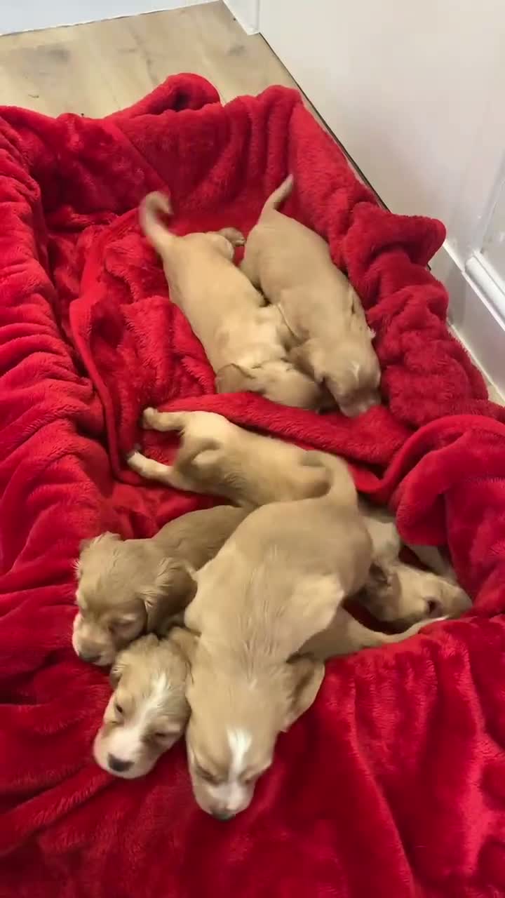 Cocker Spaniel dogs for sale: KC Reg Cocker Spaniel Puppies DNA Tested  in Aberdeen - Video 1