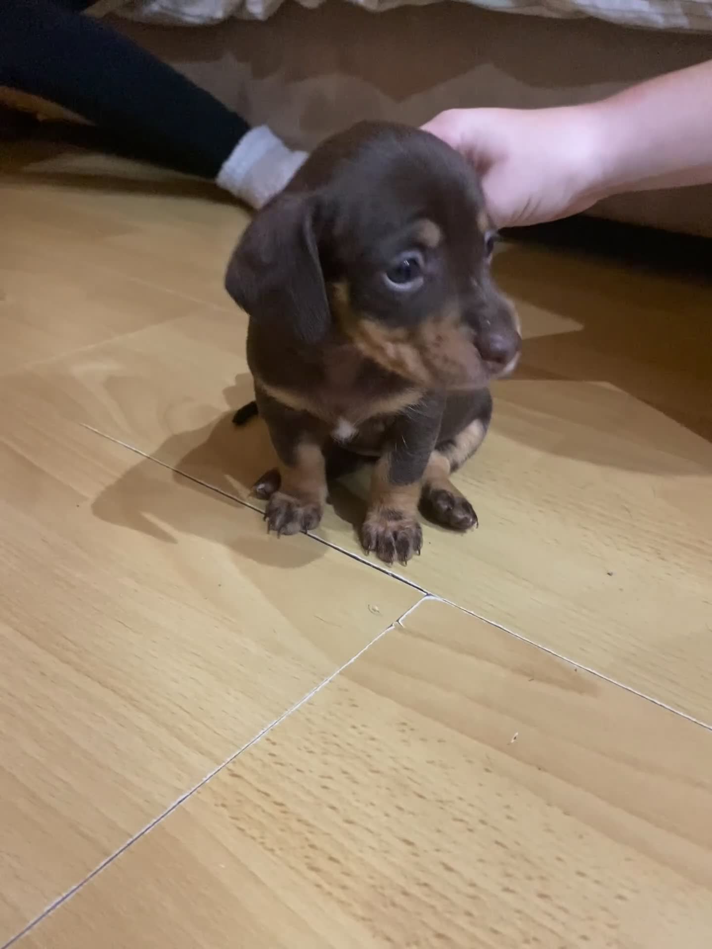 Dachshund dogs for sale: 2 Mini dachshund girls left - Video 2