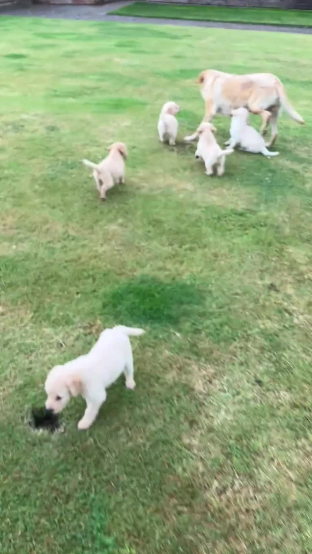 Labradoodle dogs for sale: Labradoodle puppies, health tested parents  - Video 1