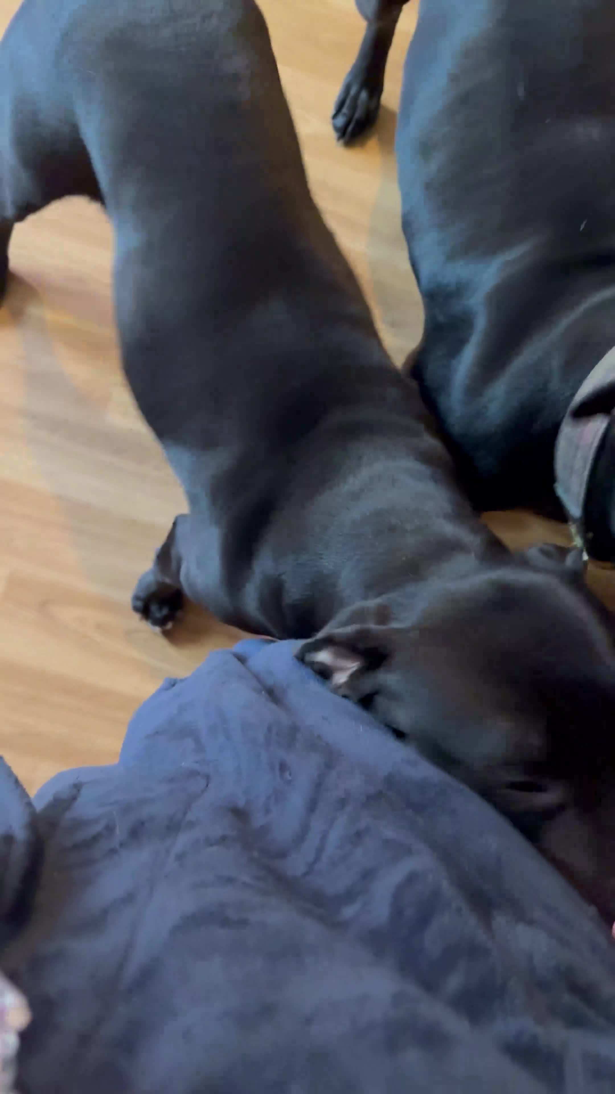 Mixed Breed dogs for sale: Female black labrador cross on - Video 1