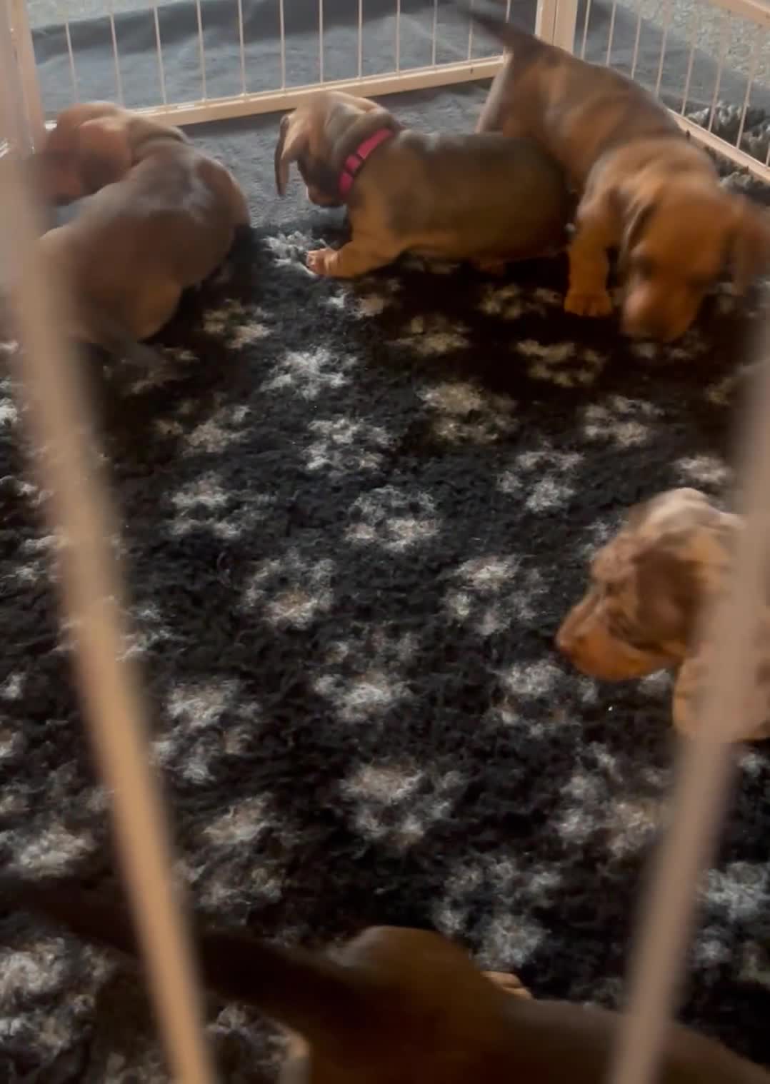 Dachshund dogs for sale: Beautiful dachshund girl left (fully vaccinated) - Video 2