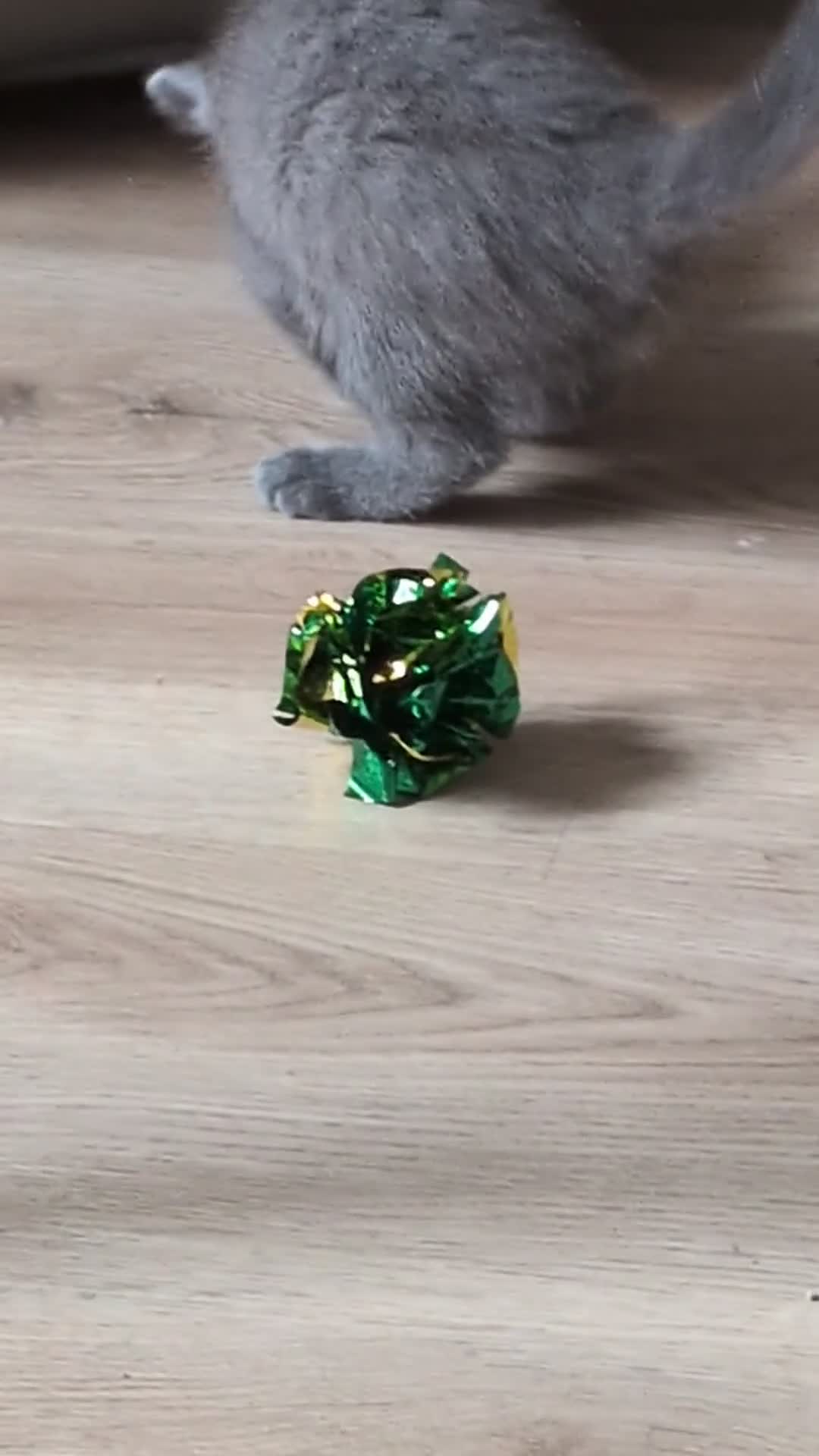 Russian Blue cats for sale: Beautiful russian blue kittens 4 girls ready now  - Video 4