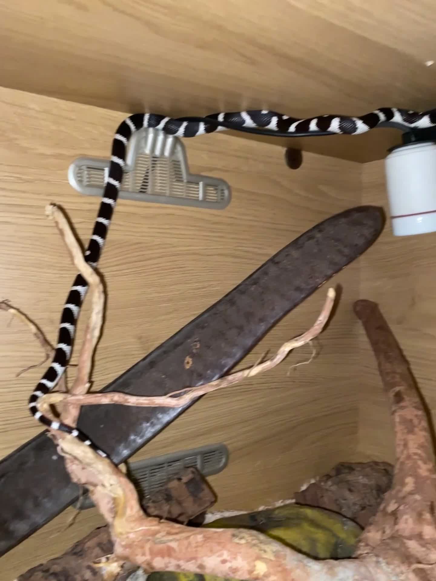 Boa Snake reptiles for sale: Boa, royal and a California king snake for sale  - Video 1