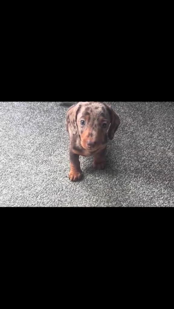 Miniature Dachshund dogs for sale: Exceptional KC Registered Miniature Dachshund Boys - Video 1