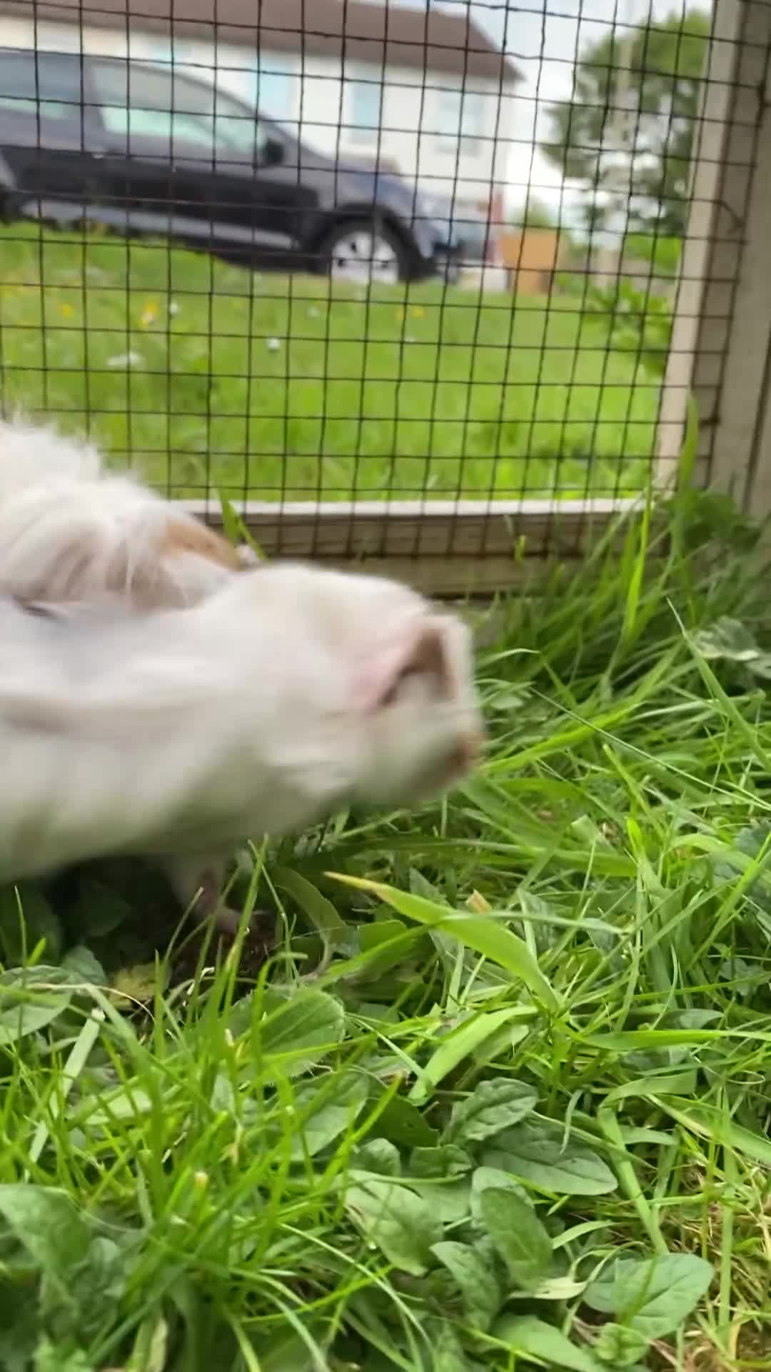 Guinea Pig rodents for sale: Cute Abyssinian-longhaired sow/ female  in Ashford - Video 2