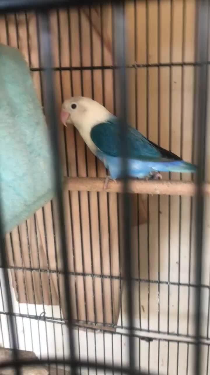 Lovebirds birds for sale: Fischer Lovebird Blue chicks for hand rearing - Video 1