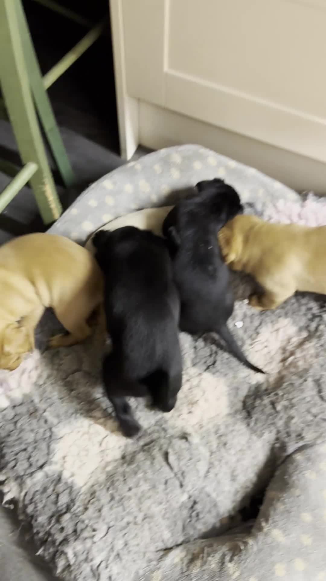 Labrador Retriever dogs for sale: Working Labrador pups with health tested parents - Video 4