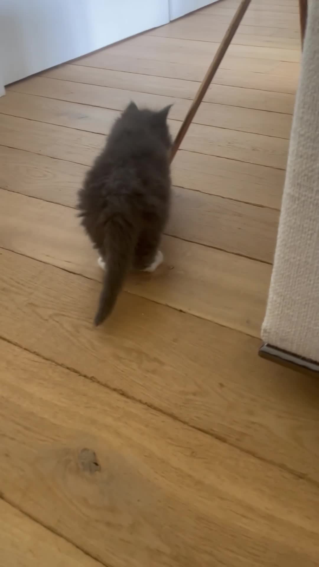 Maine Coon cats for sale: Pure breed Maine Coon kitten - Video 1