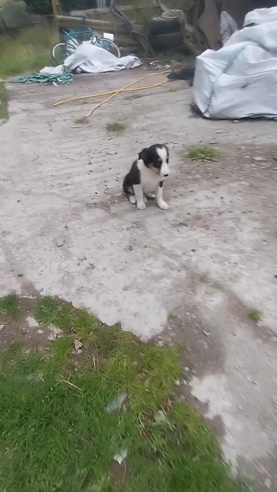 Border Collie dogs for sale: Four Female Border Collie Puppies  - Video 1